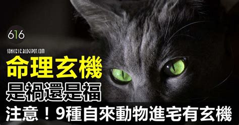 自來龜 代表|9種動物進宅有玄機！自來動物凶定吉？該收留還是送走？看完你。